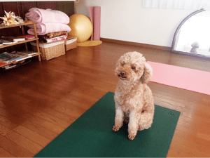 yoga dog